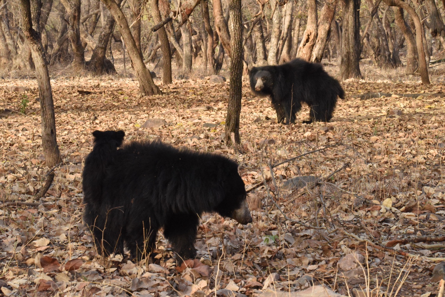 Sloth bears moving through a dry forest