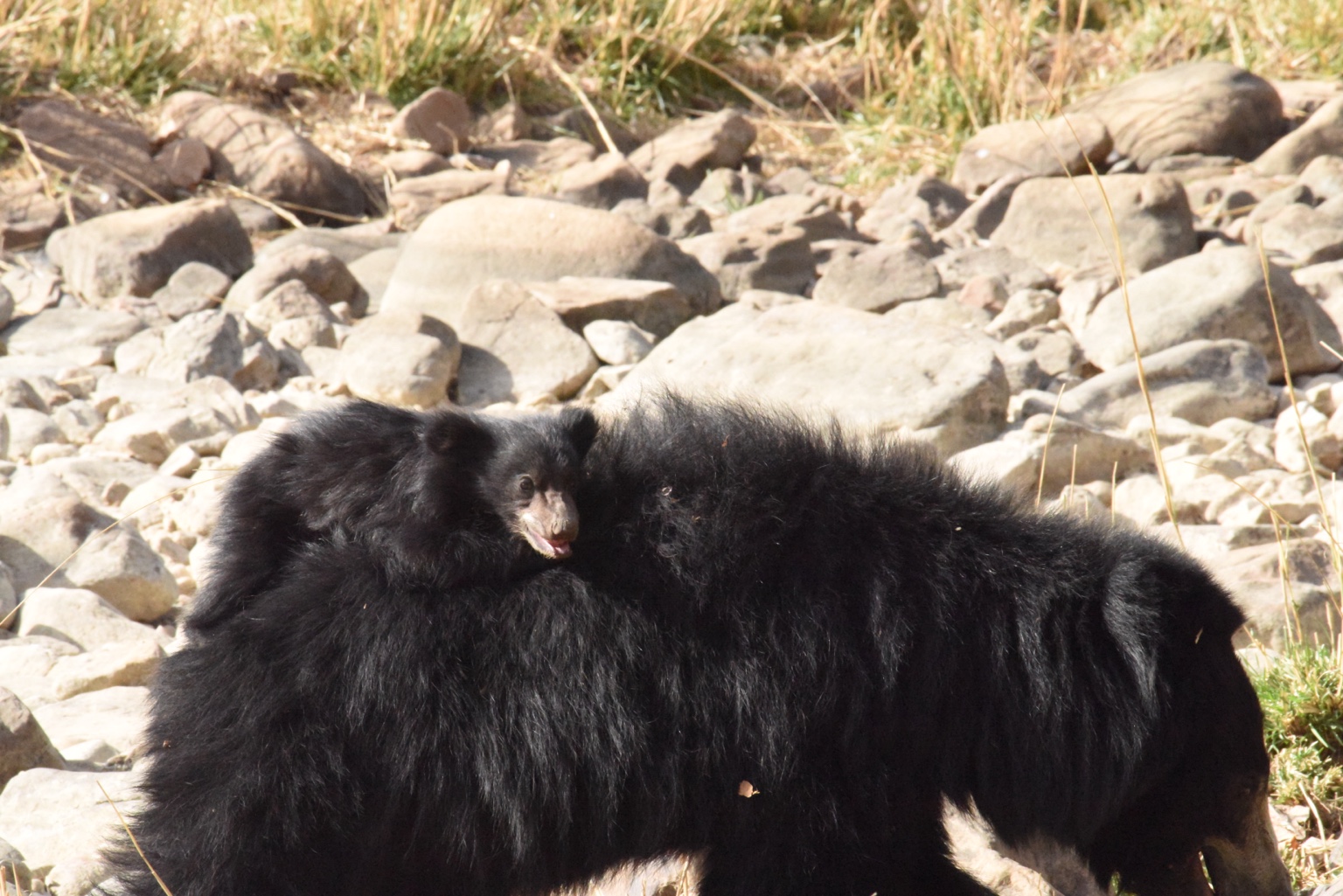 Sloth bear cub riding on its mother
