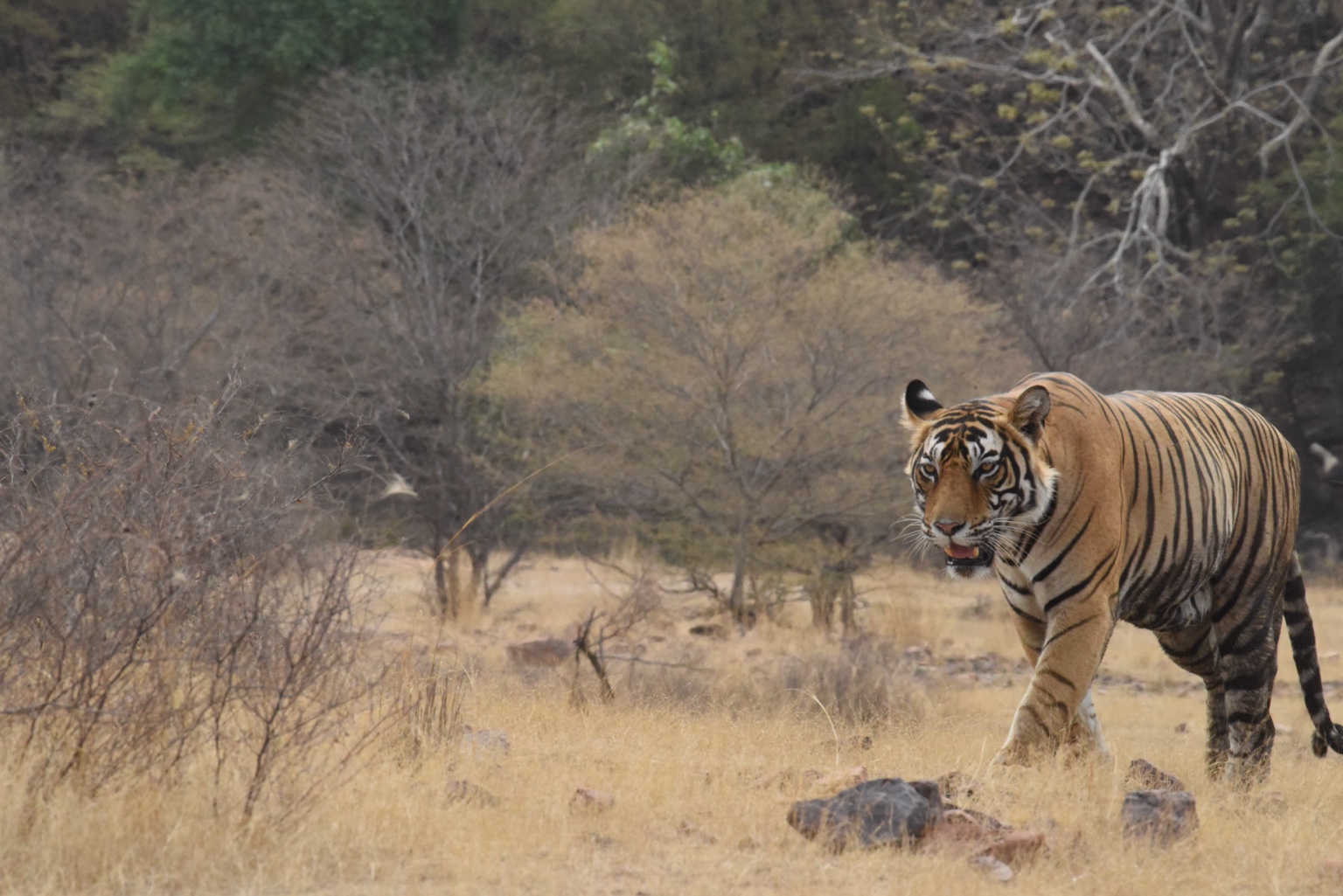 Bengal tiger walking through dry forest habitat