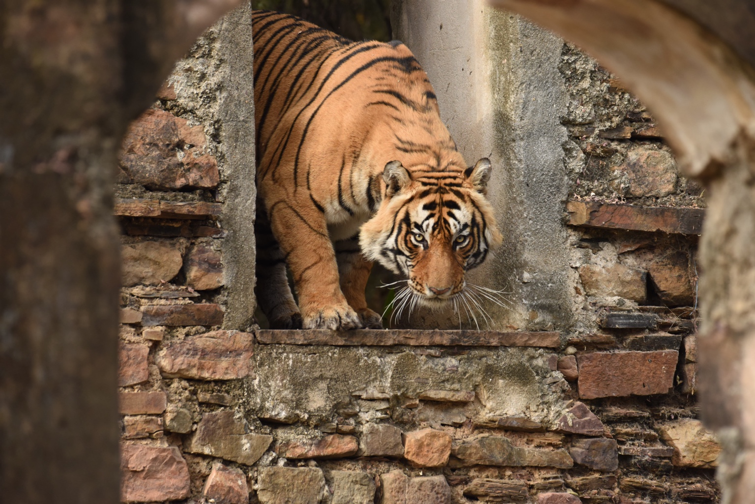 Tiger stepping through the arch of a ruined structure